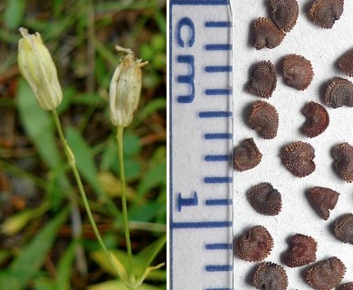 Silene douglasii