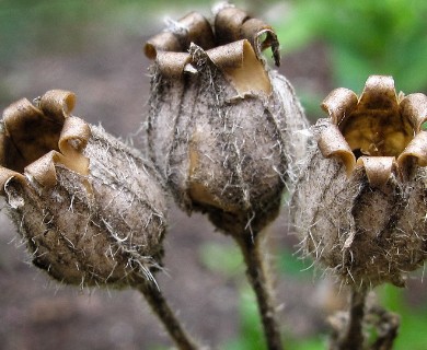 Silene vulgaris