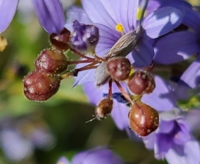 Sisyrinchium atlanticum