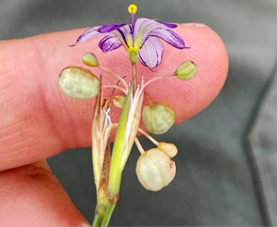 Sisyrinchium scabrum