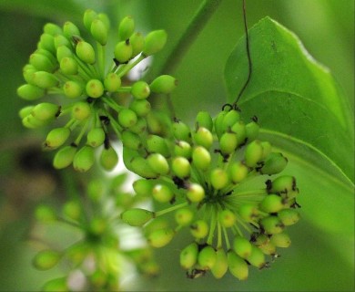 Smilax bona-nox