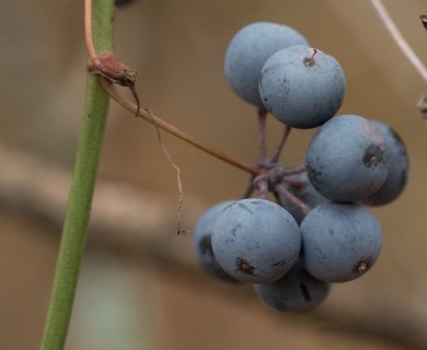 Smilax rotundifolia