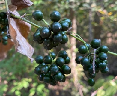 Smilax tamnoides