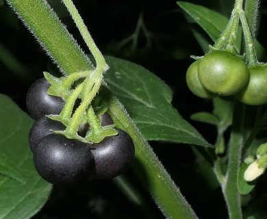 Solanum chenopodioides