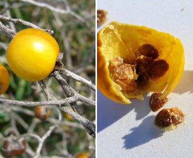 Solanum elaeagnifolium