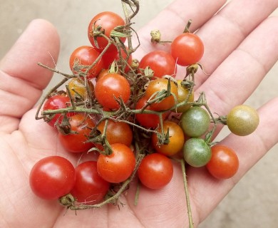 Solanum lycopersicum