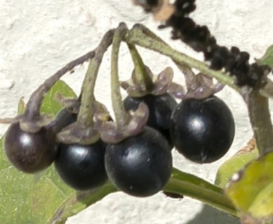 Solanum nigrum