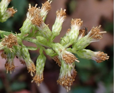 Solidago bicolor