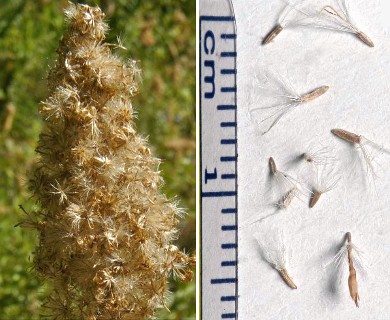 Solidago elongata