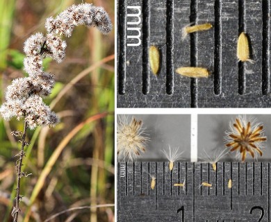 Solidago nemoralis