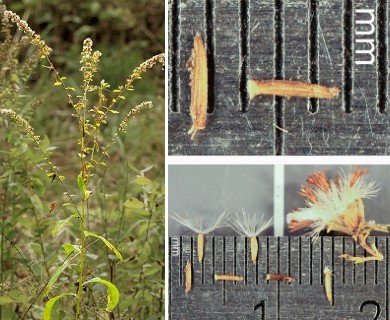 Solidago patula