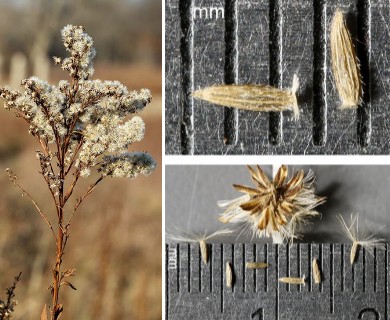 Solidago sempervirens