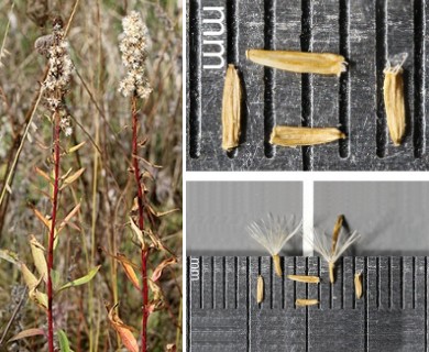 Solidago speciosa