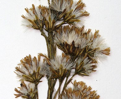 Solidago uliginosa