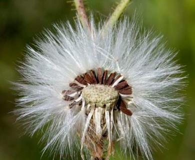 Sonchus arvensis