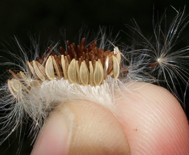 Sonchus oleraceus