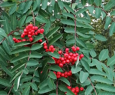 Sorbus americana