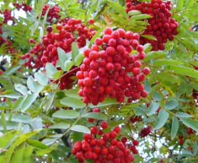 Sorbus aucuparia