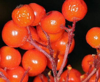 Sorbus californica