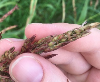 Sorghum halepense