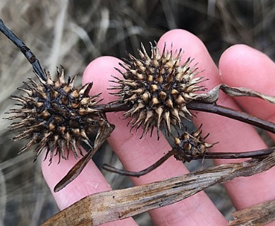 Sparganium americanum