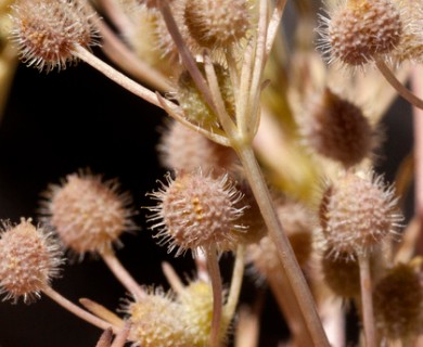 Spermolepis lateriflora