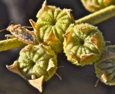 Sphaeralcea ambigua