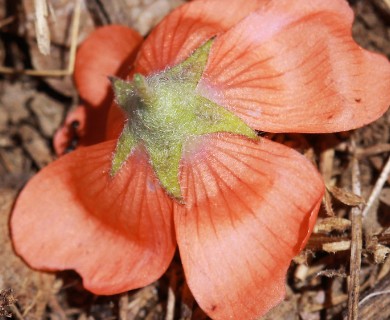 Sphaeralcea coccinea