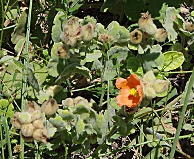 Sphaeralcea lindheimeri
