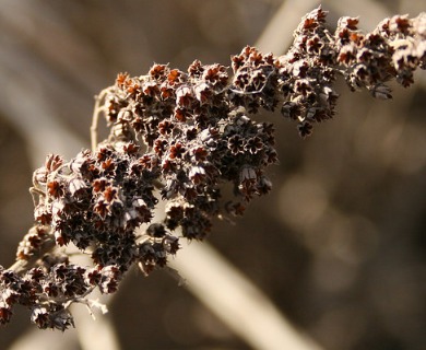 Spiraea douglasii