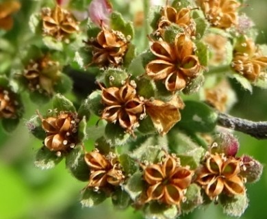 Spiraea prunifolia