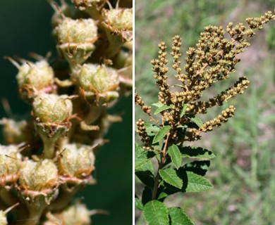 Spiraea tomentosa