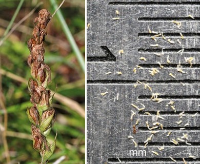 Spiranthes cernua