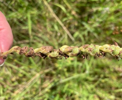 Spiranthes vernalis