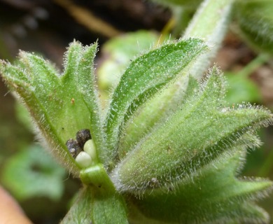 Stachys chamissonis