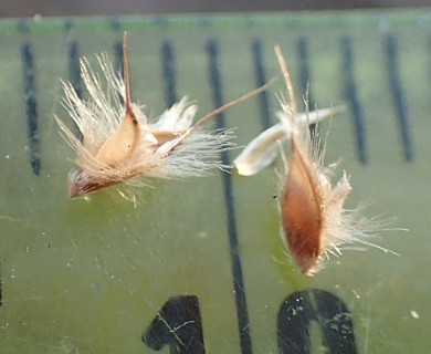 Stapfochloa canterae