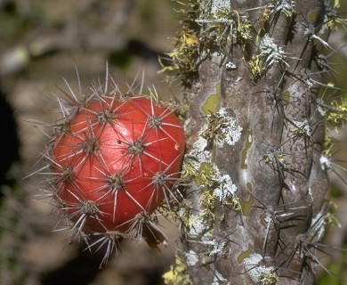 Stenocereus gummosus