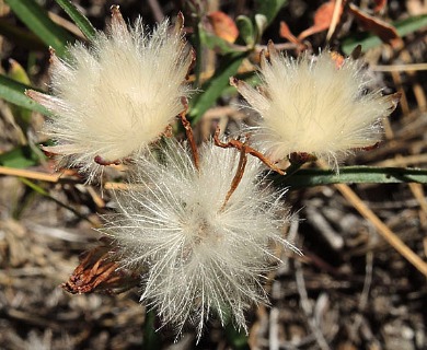 Stephanomeria lactucina