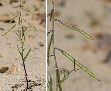 Streptanthus longirostris