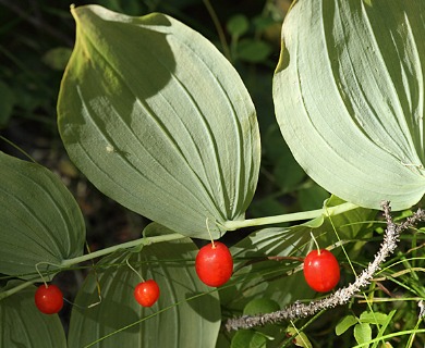 Streptopus amplexifolius