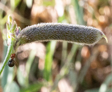 Strophostyles leiosperma