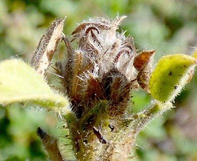 Stylosanthes viscosa