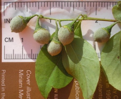 Styrax americanus