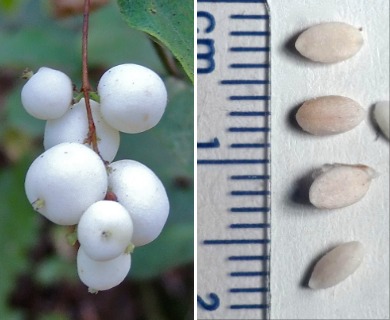 Symphoricarpos albus