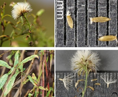 Symphyotrichum dumosum