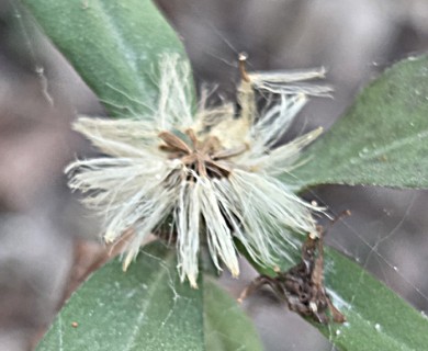 Symphyotrichum eulae