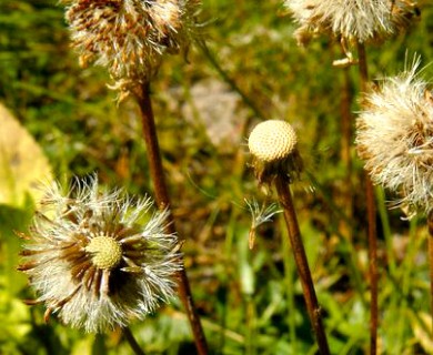 Symphyotrichum foliaceum