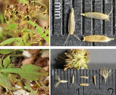 Symphyotrichum prenanthoides