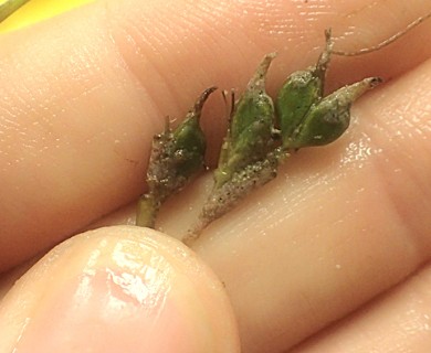 Syringodium filiforme