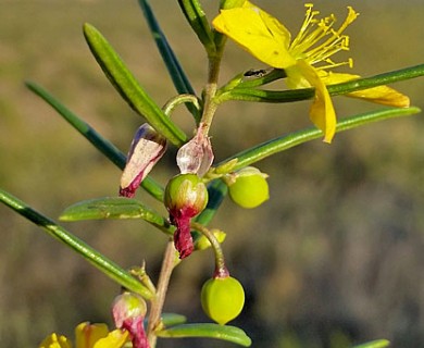Talinum polygaloides